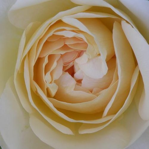 Rosa Kosmos® - bianco - Rose per aiuole (Polyanthe – Floribunde) - Rosa ad alberello0